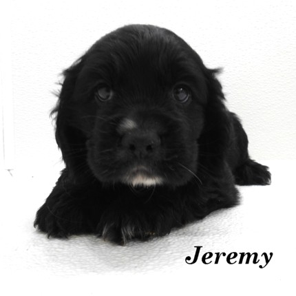 puppy, for, sale, Cocker Spaniel, Joe & Cherri  Overlease, dog, breeder, Miller, MO, dog-breeder, puppy-for-sale, forsale, nearby, find, puppyfind, locator, puppylocator, aca